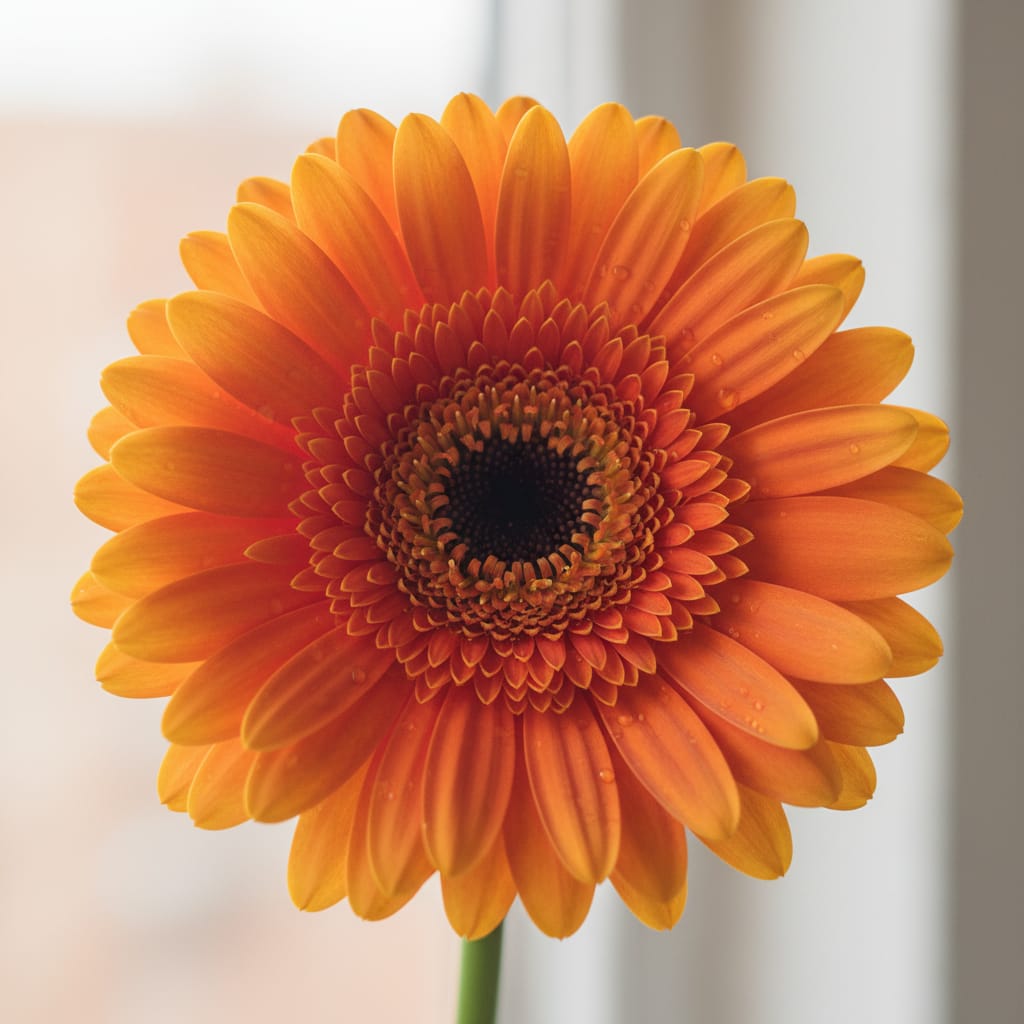 Large, vibrant orange gerbera daisy, studio lighting, bold and graphic, cheerful