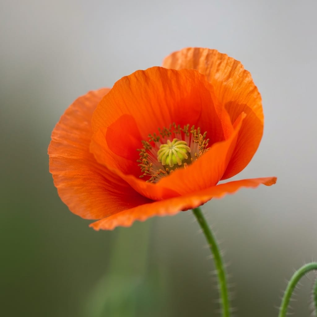 Bright orange Icelandic poppy, thin papery petals, macro shot, soft morning light, delicate