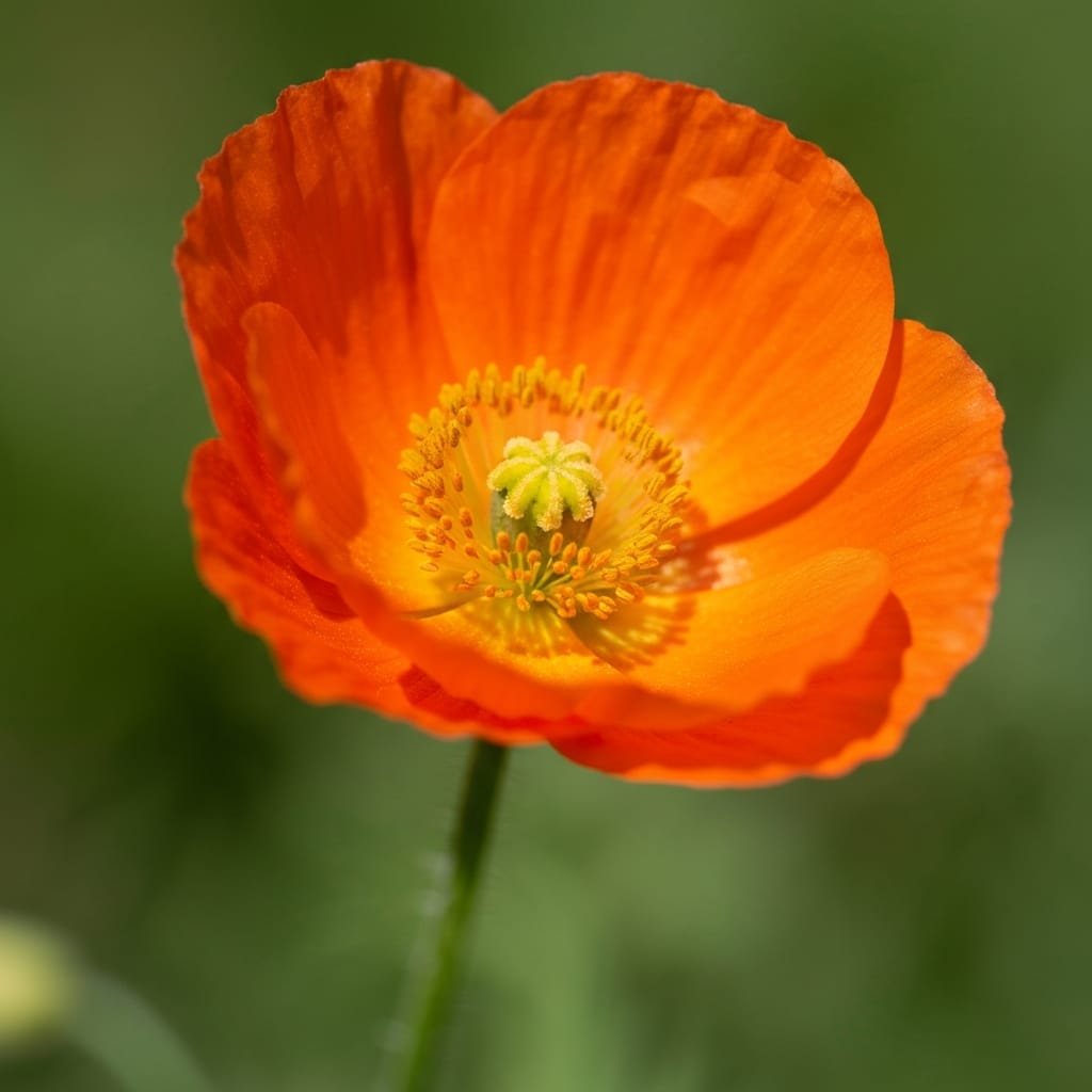 Layers of delicate, thin petals on a vibrant orange ranunculus, soft, diffused studio lighting, macro detail, high-end floral design