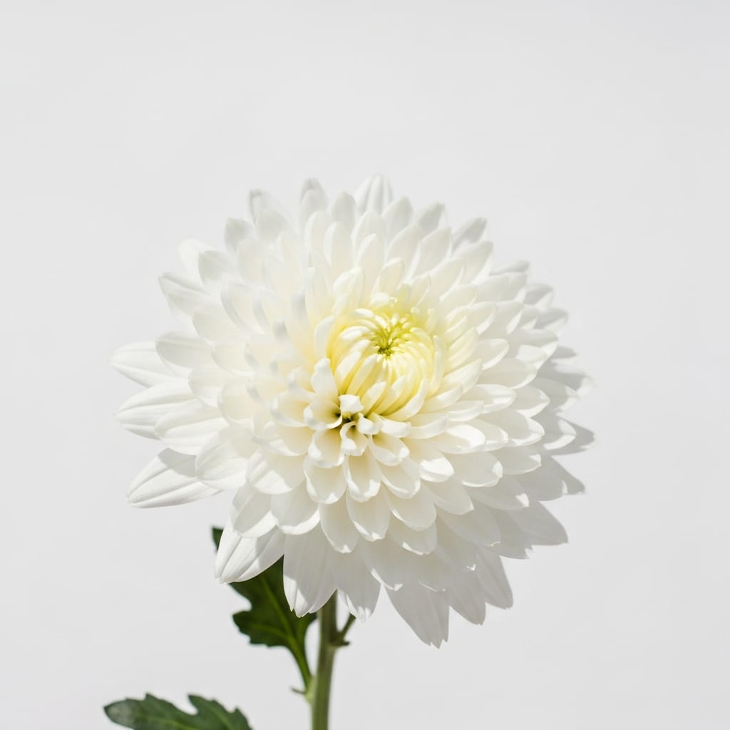 A large, fluffy white chrysanthemum bloom, soft macro photography, clean white background, minimalist and sophisticated
